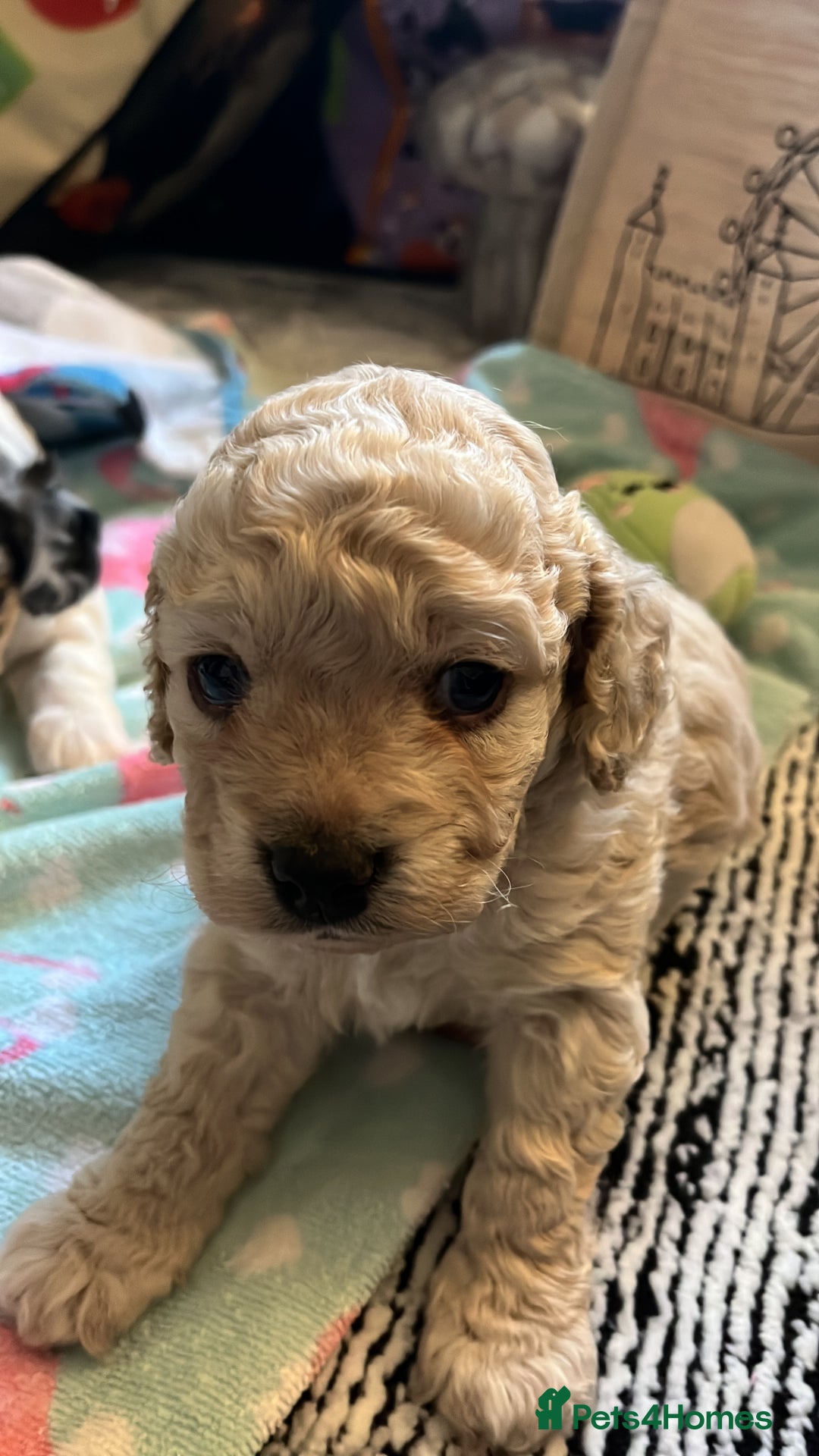 Cockapoo dogs for sale: Rare marked  small cockerpoo puppys  - Advert 11