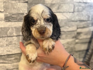 Sprocker dogs READY TO LEAVE NEXT WEEKEND - Advert 9