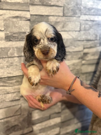 Sprocker dogs LAST THREE SPROCKER PUPPIES READY IN TWO WEEKS - Advert 6