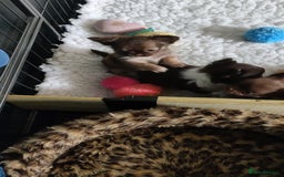 Chihuahua dogs for sale: Only one beautiful boy left,he's totally stunning  - Image 37