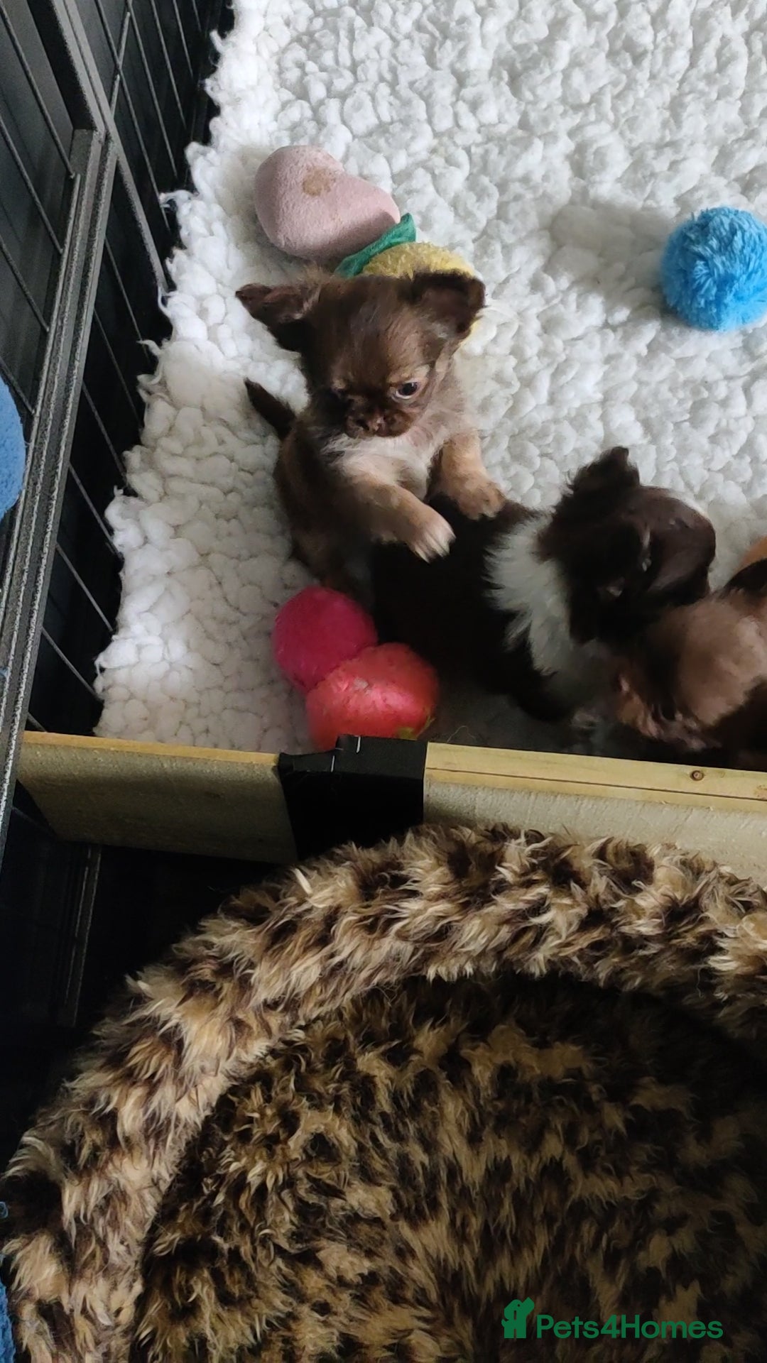 Chihuahua dogs for sale: Only one beautiful boy left,he's totally stunning  - Image 37