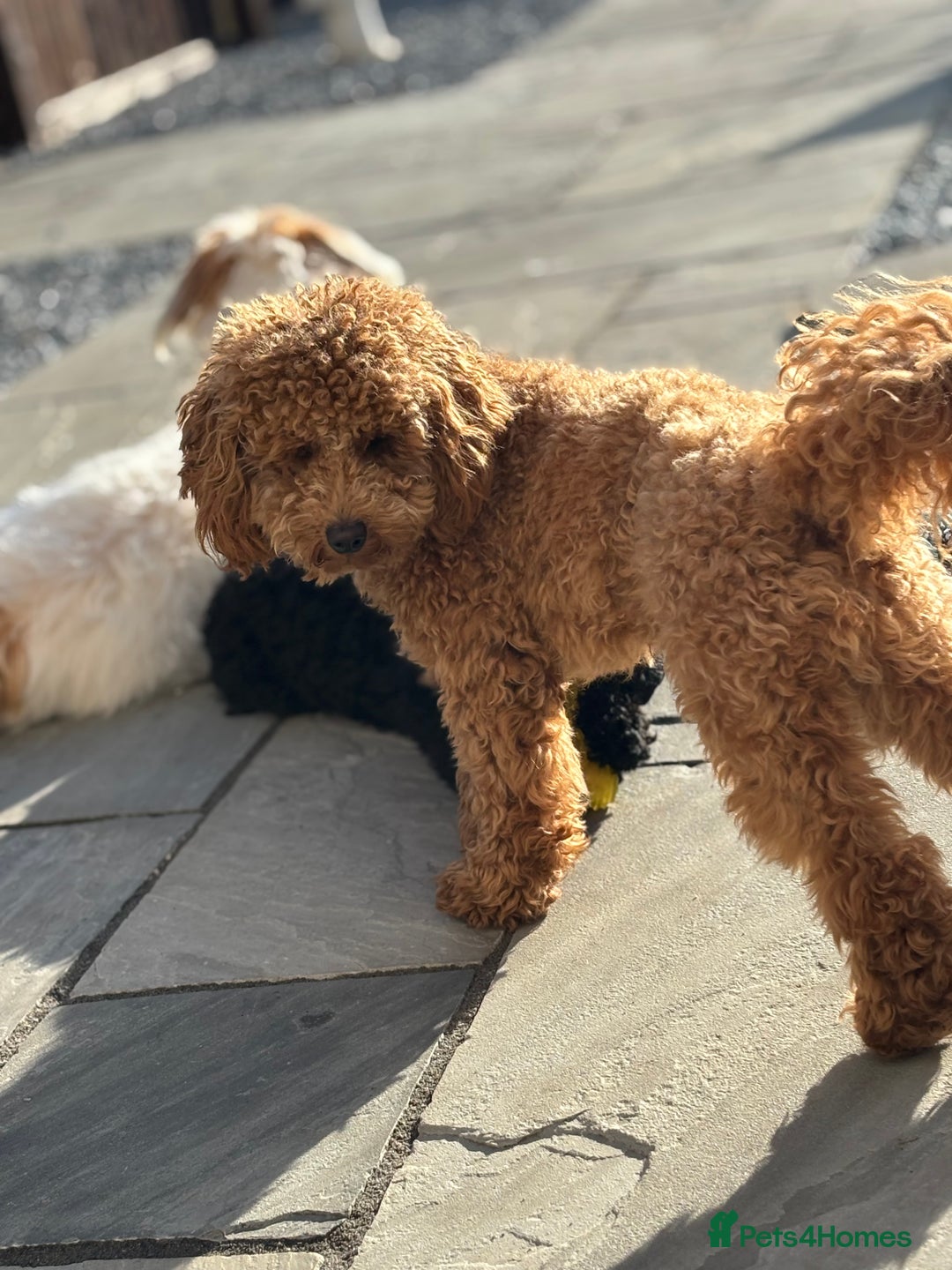Toy Poodle dogs for stud: Red toy poodle for stud  - Advert 4