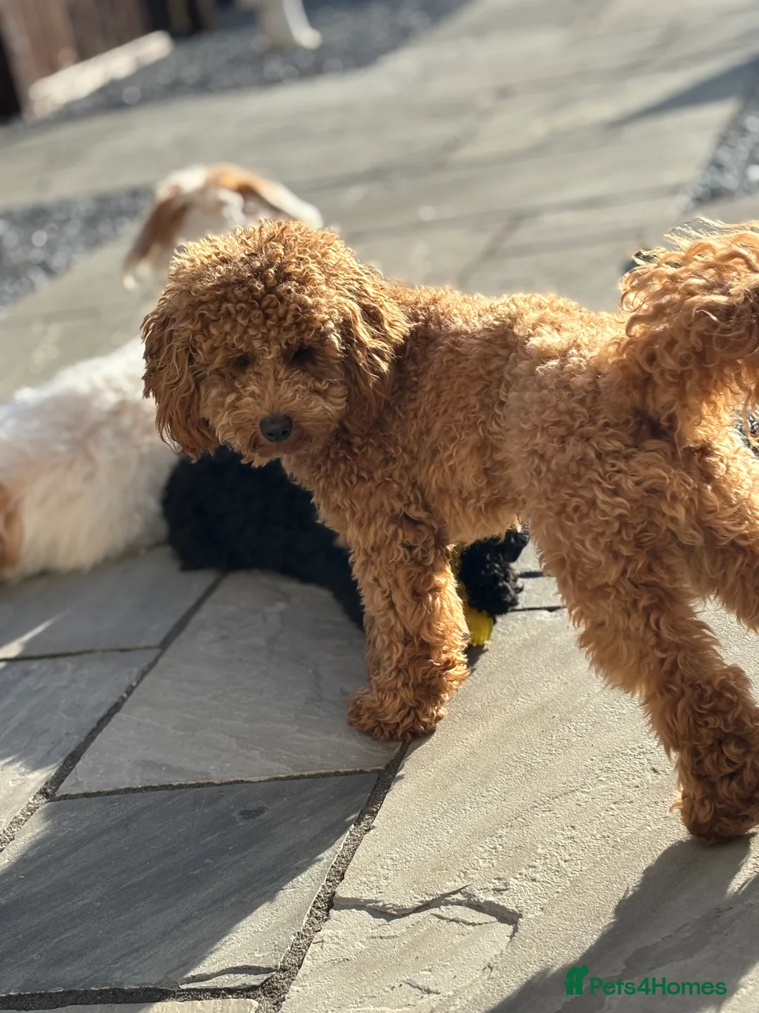 Toy Poodle dogs for stud: Red toy poodle for stud  - Advert 4