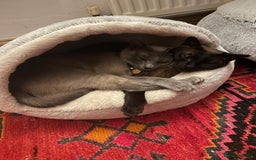 Burmese cats for sale: Exquisite Tonkdolls - Image 23