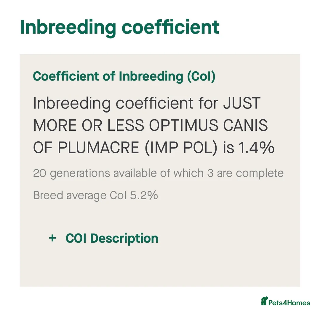 Flat coated Retriever dogs for stud: PROVEN Flatcoated Retriever for Stud 0/0 Hips in Bishop Auckland - Advert 10