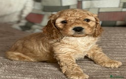 Cockapoo dogs for sale: Adorable Cockapoo Puppies - Image 14