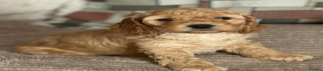 Cockapoo Puppy 4