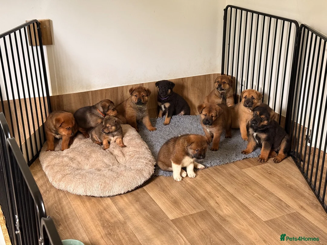 Mixed Breed dogs for sale: 🐾3 GIRLS LEFT🐾 - Advert 2