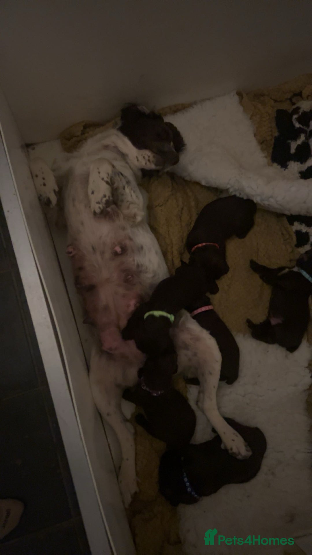 Sprocker dogs for sale: Chocolate sprocker spaniel puppies  - Image 10