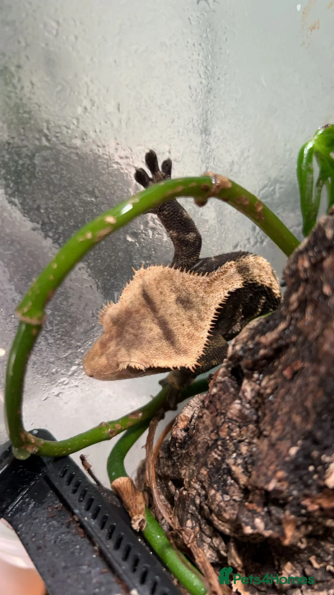 Gecko reptiles for sale: Crested Gecko with set up - Advert 4