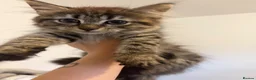 Siberian cats for sale: Two Siberian girls!! - Advert 6