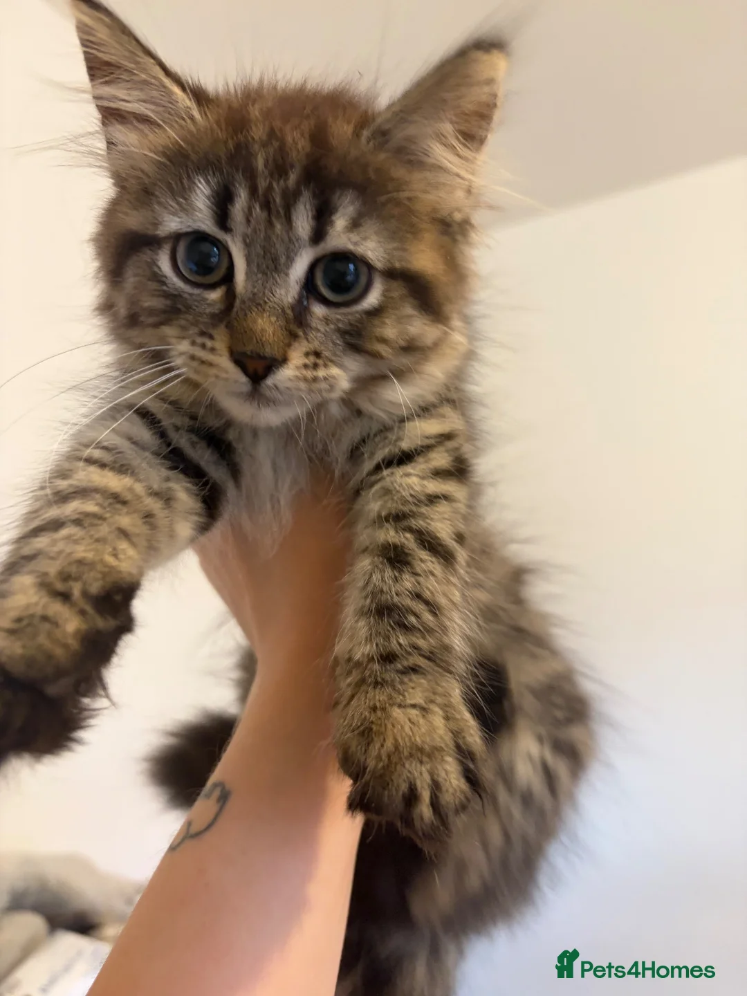Siberian cats for sale: Two mix Siberian girls!! - Advert 15