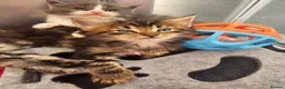 Maine Coon cats for sale: 7 main coon kittens  - Advert 9