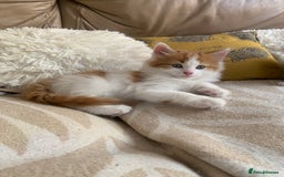 Mixed Breed cats for sale: Two girls and a boy Kuril bobtail mix - Image 11