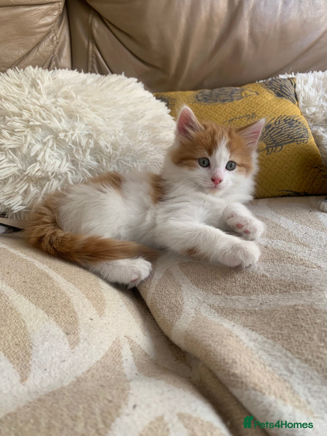 Mixed Breed cats for sale: Two girls and a boy Kuril bobtail mix - Image 11