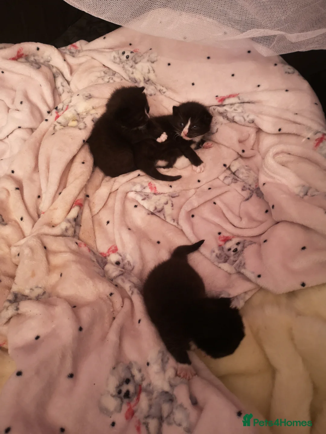 Mixed Breed cats for sale: One boy and one girl  - Advert 4