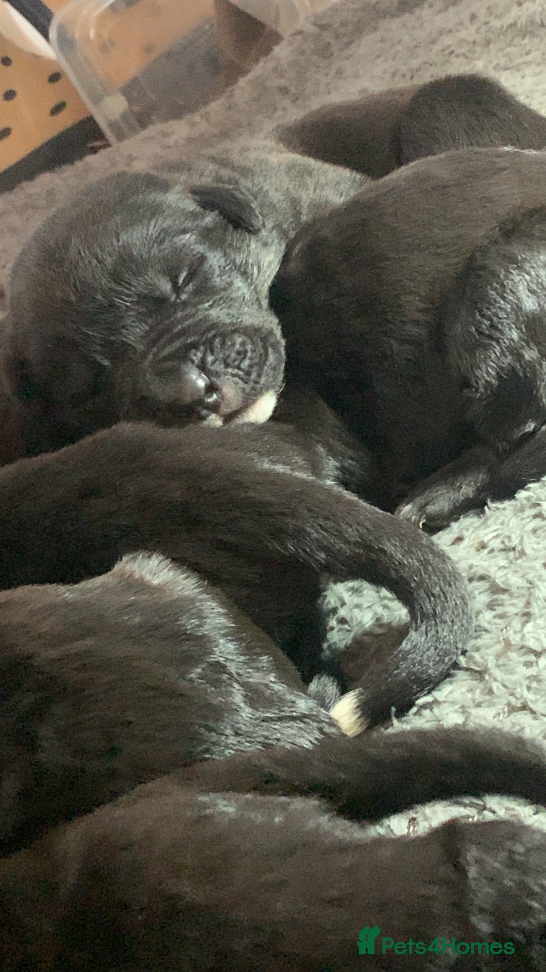 Mixed Breed dogs for sale: 4 stunning boys and 5 even more stunning girls - Advert 24