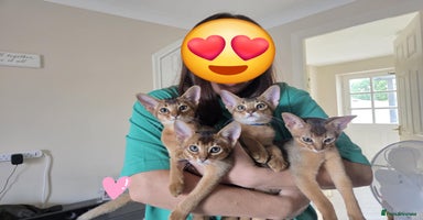 Abyssinian cats - Advert 2