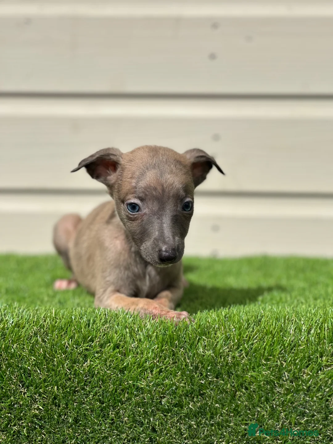Whippet dogs for sale: Blue whippets  - Advert 31