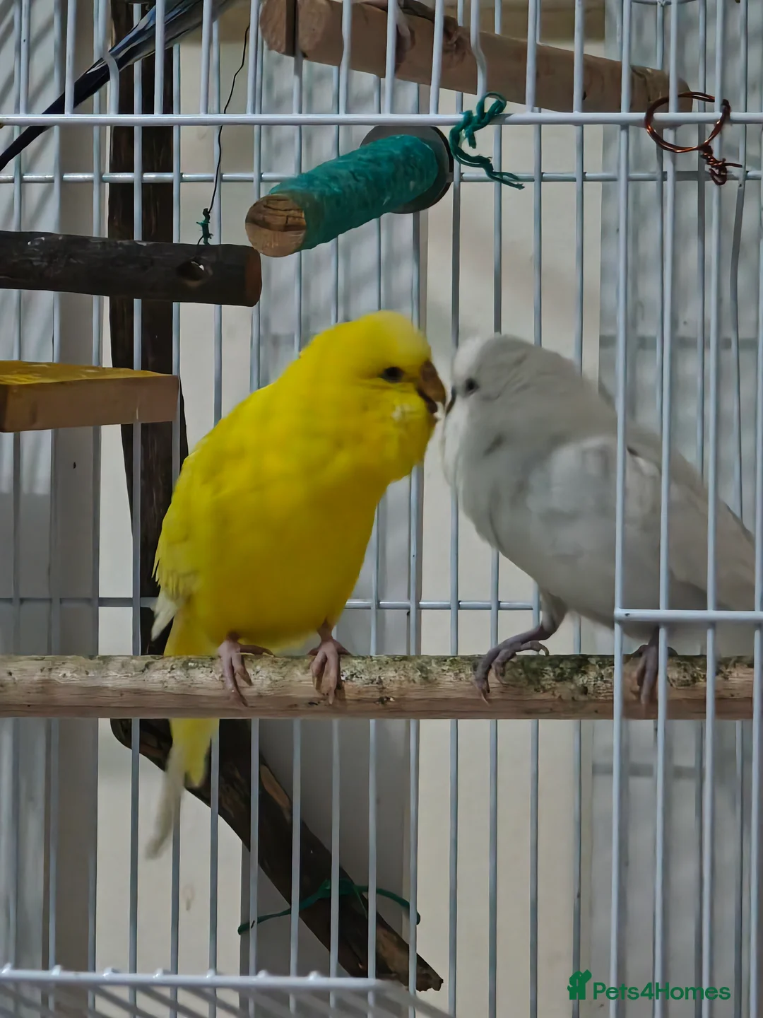 Budgerigars birds for sale: Budgies pair in Wrexham - Advert 2