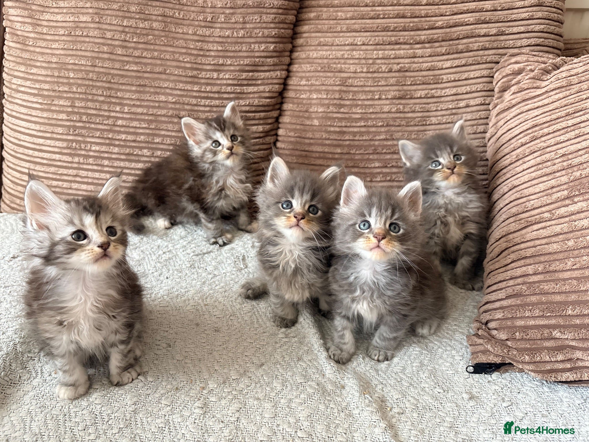 Maine Coon cats Tica registered mainecoon kittens ready to view - Advert 2