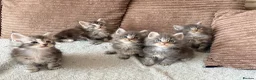 Maine Coon cats for sale: Tica registered mainecoon kittens ready to view - Advert 2