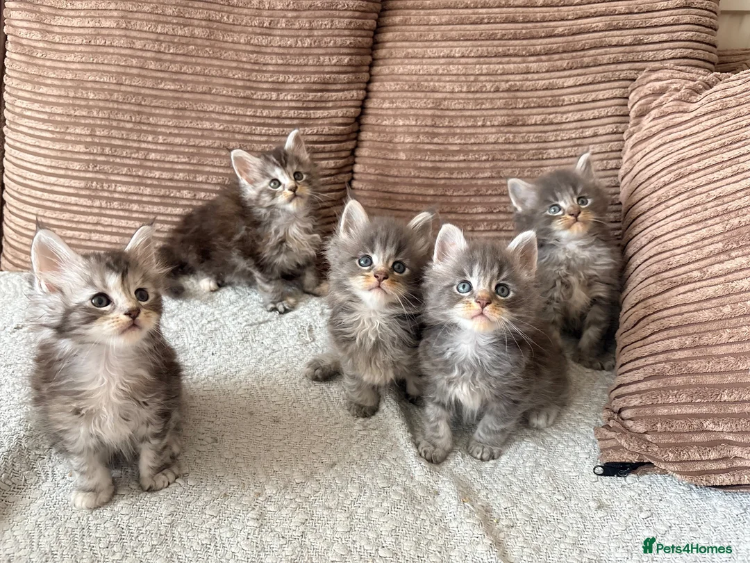 Maine Coon cats for sale: Tica registered mainecoon kittens ready to view - Advert 2