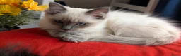 Ragdoll cats for sale: STILL WAITING  - Advert 12