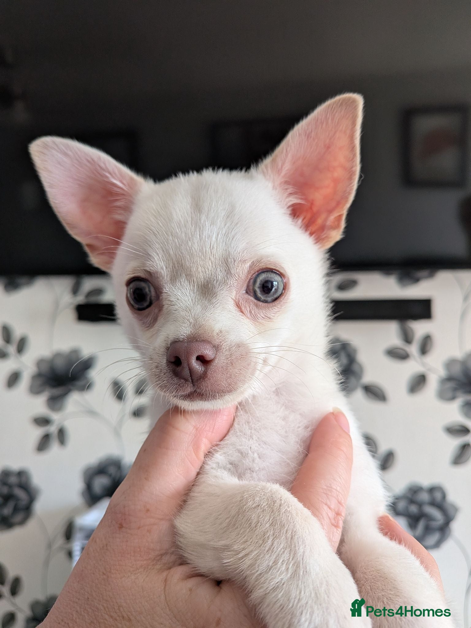 Chihuahua dogs White boy chihuahua  - Advert 2