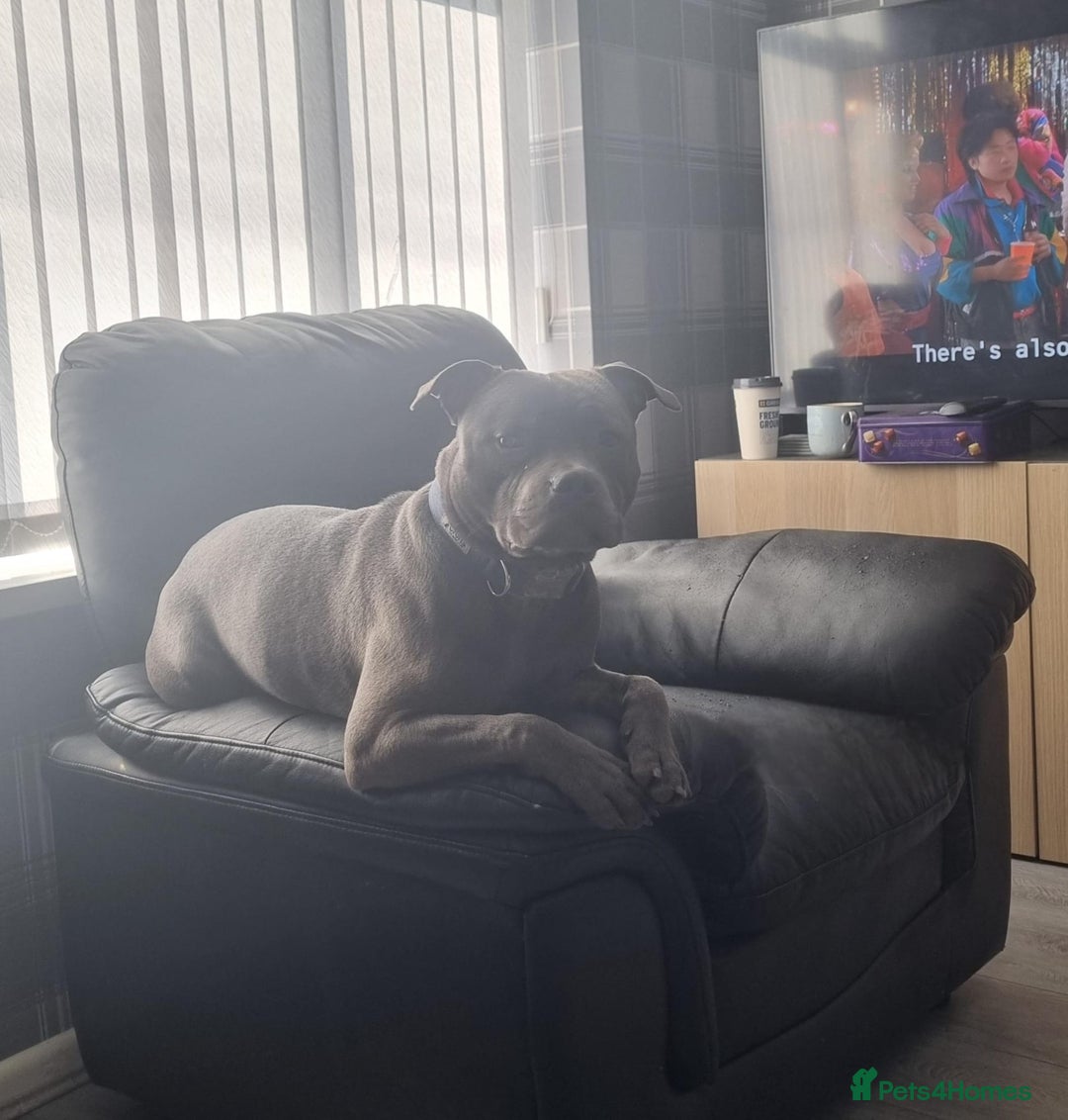 Staffordshire Bull Terrier dogs for sale: Blue chunky Staffordshire pups - Advert 15
