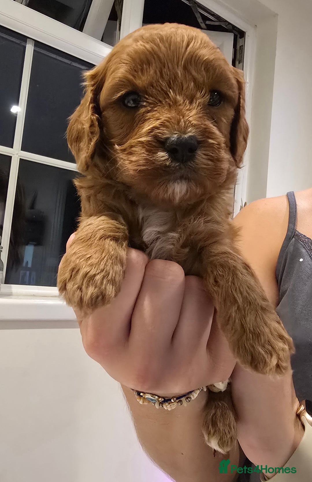 Cavapoo dogs for sale: Stunning Deep red health tested f1 cavapoos  - Image 7