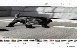 Cockapoo dogs for sale:  Cockapoo Puppies Ready for Their Forever Homes! - Advert 2