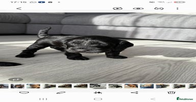 Cockapoo dogs  Cockapoo Puppies Ready for Their Forever Homes! - Advert 15