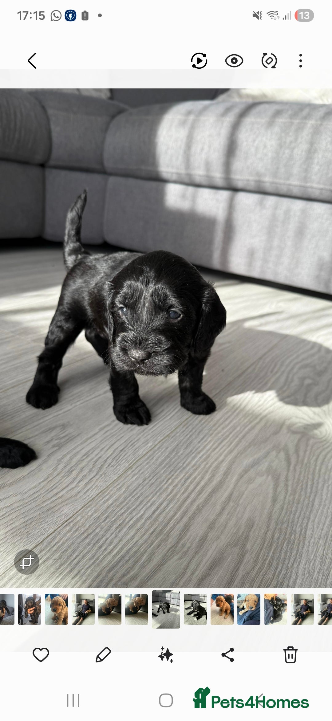 Cockapoo dogs for sale:  Cockapoo Puppies Ready for Their Forever Homes! - Advert 2