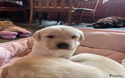Labrador Retriever dogs for sale: Fabulous KC registered labradors - Image 21