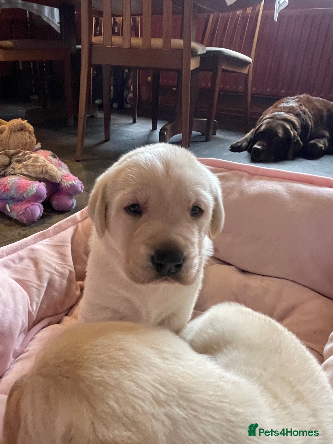 Labrador Retriever dogs for sale: Fabulous KC registered labradors - Image 21