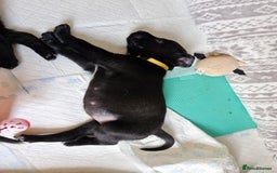 Mixed Breed dogs for sale: Dalmatian shepherd  - Image 20