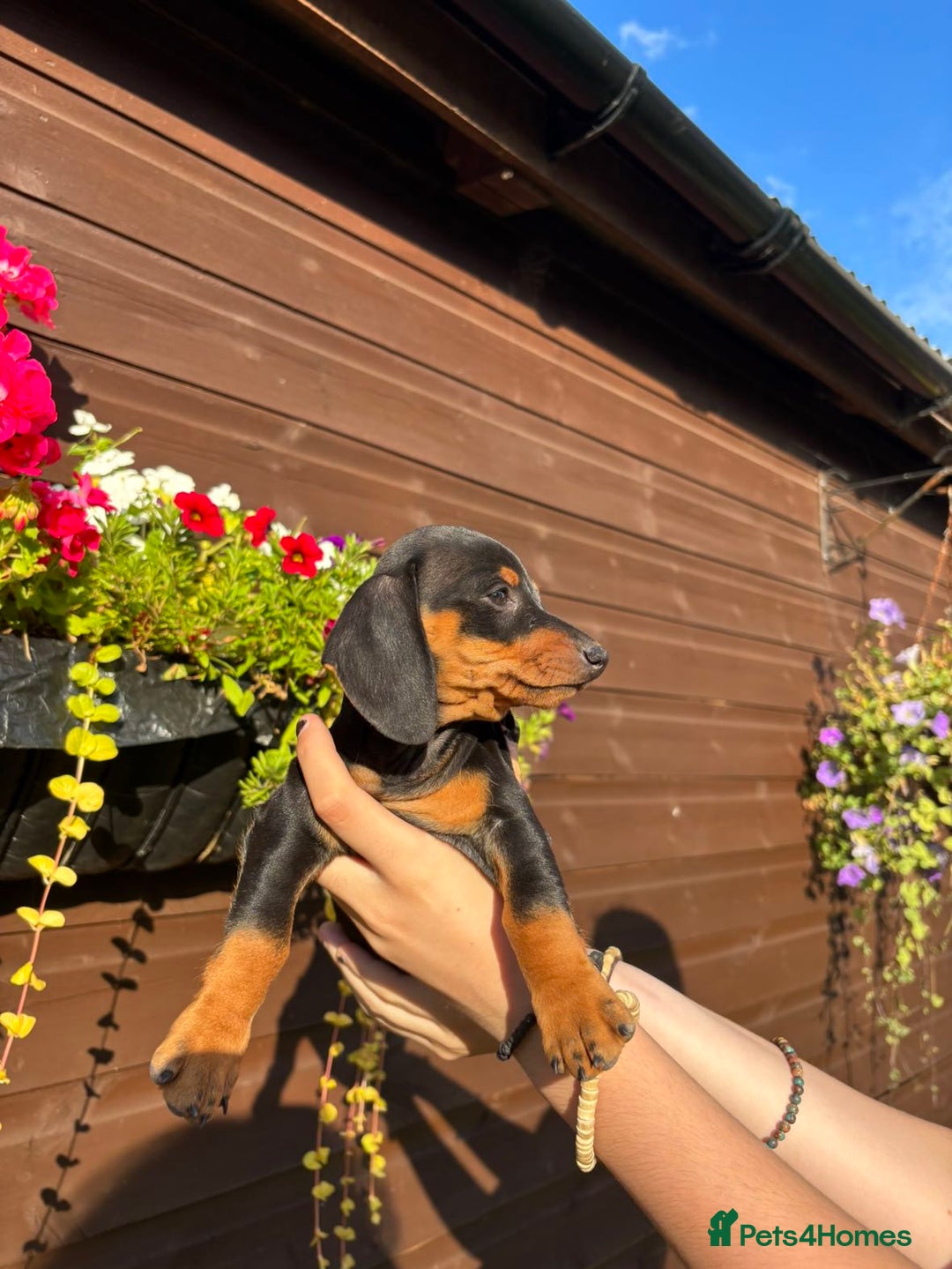Dachshund dogs for sale: Gorgeous little Dachshund pups - Image 13