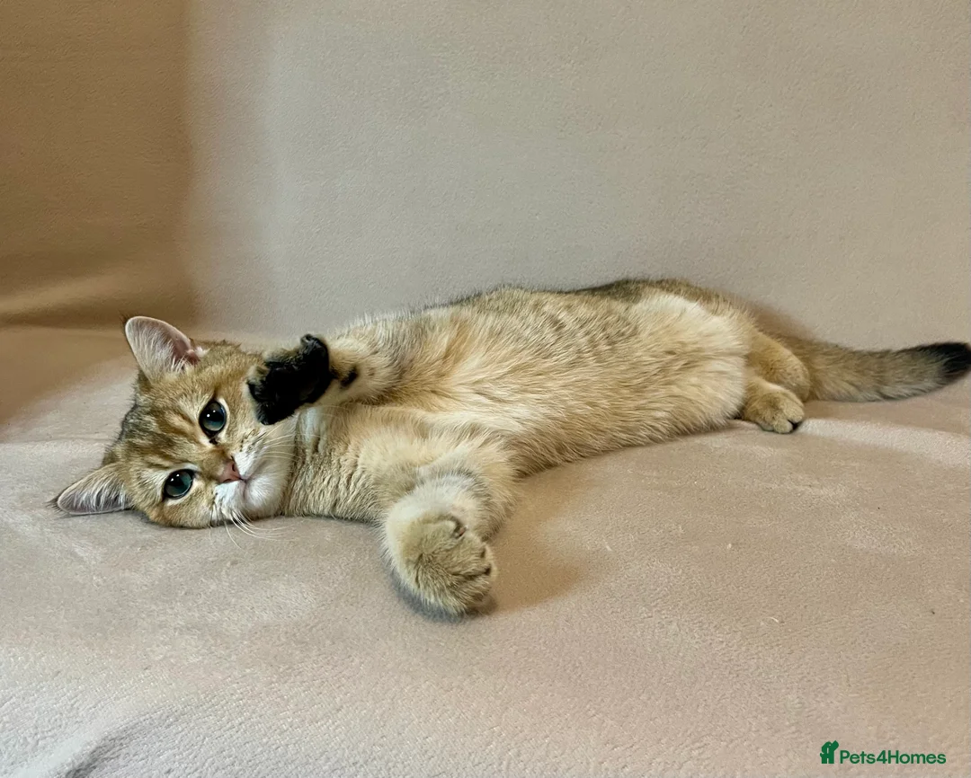 British Shorthair cats for sale: 🐾 Purebred BSH Golden kitten 🐾  - Advert 5