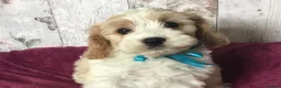 Cavapoo dogs for sale: Adorable Cockalierpoo pups ( so cute) - Advert 13