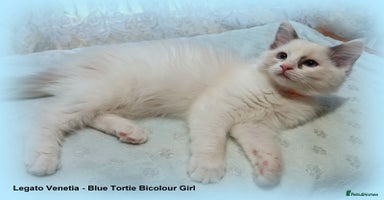 Ragdoll cats - Advert 3