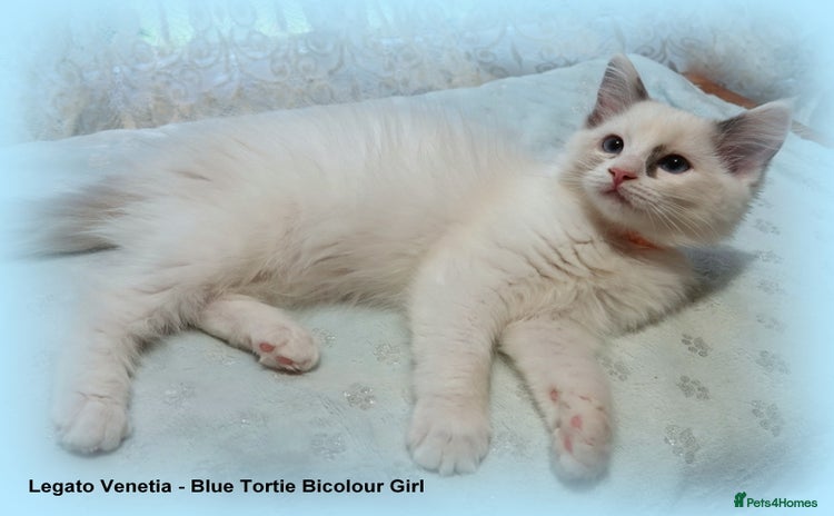 Ragdoll cats - Advert 16