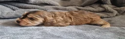Cocker Spaniel dogs for sale: Show Type Cocker Spaniels - Advert 3