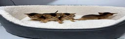 Abyssinian cats for sale: Champion parents amazing kittens  - Advert 9