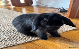 Mini Lop rabbits for sale: Mini Lop Black Rabbit  - Image 2