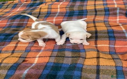 Beagle dogs for sale: Beautiful beagle puppies  - Image 12