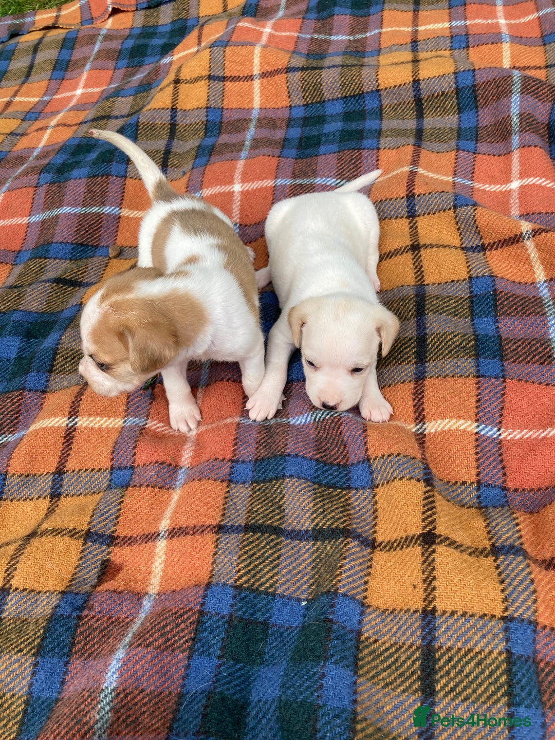 Beagle dogs for sale: Beautiful beagle puppies  - Image 12