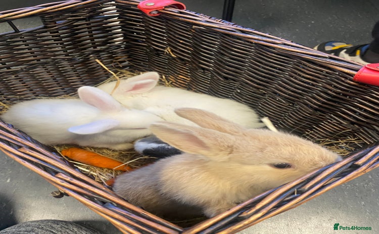 Mini Lop rabbits Baby rabbits (x4) - Advert 2