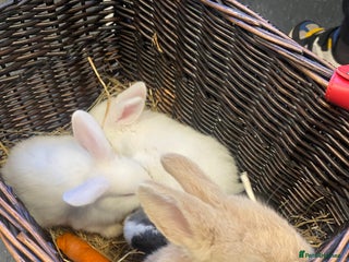 Mini Lop rabbits for sale: Baby rabbits (x4) - Advert 1