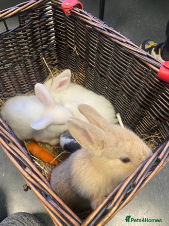 Mini Lop rabbits Baby rabbits (x4) - Advert 1